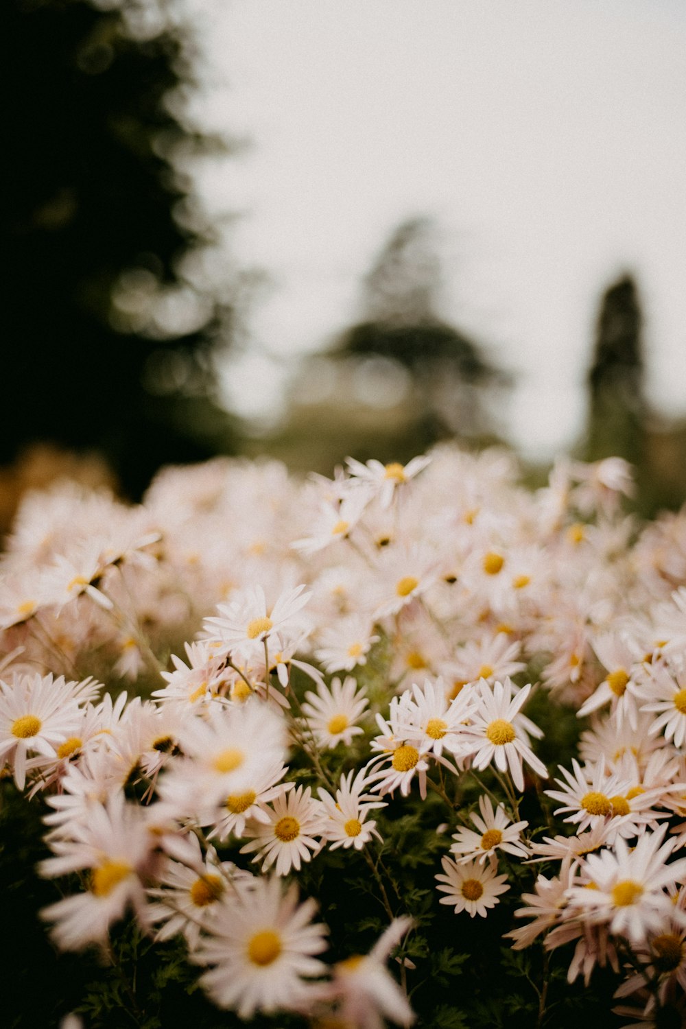 a field full of white daisies with trees in the background