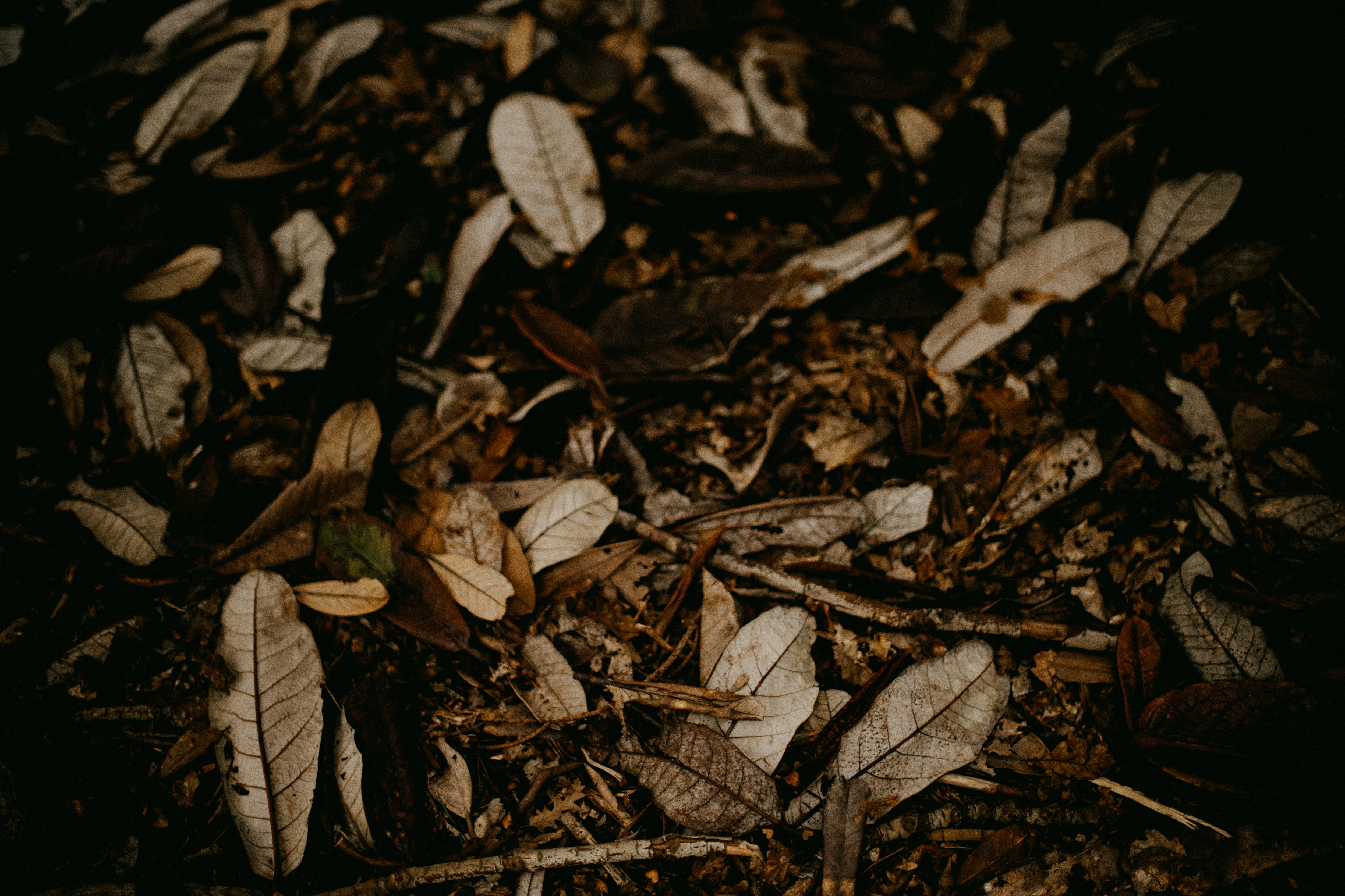 Photo by anniespratt