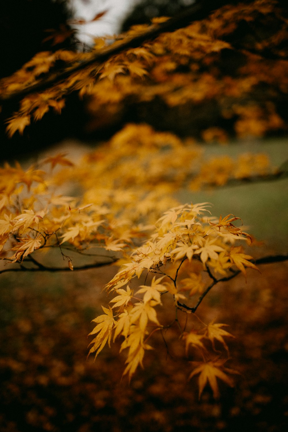 a close up of a tree with yellow leaves