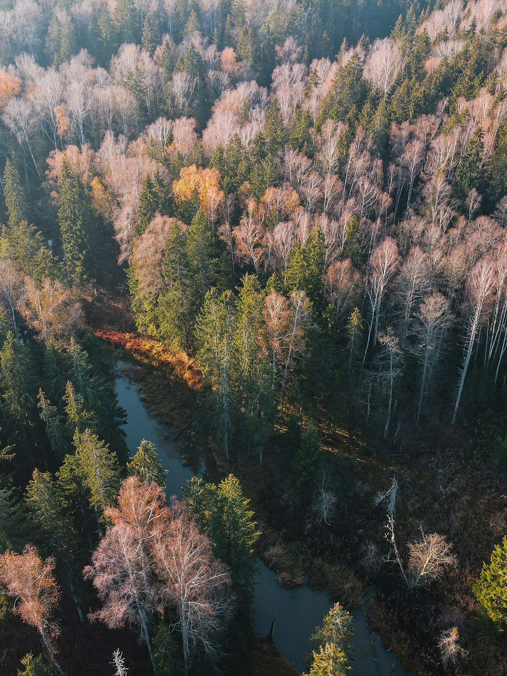 a river running through a forest filled with lots of trees