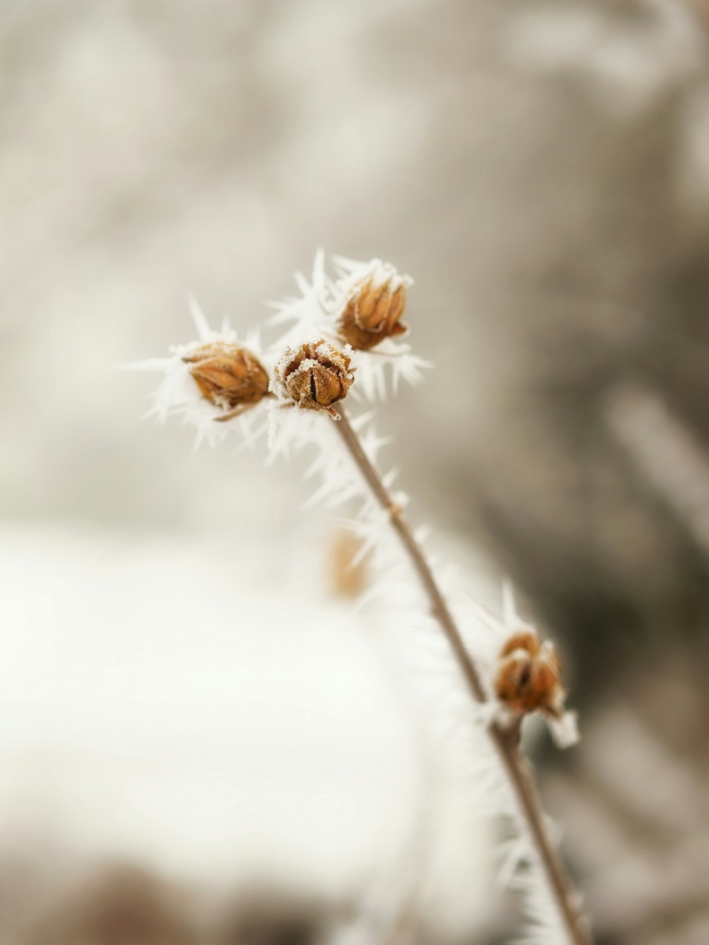 a close up of a plant with a blurry background