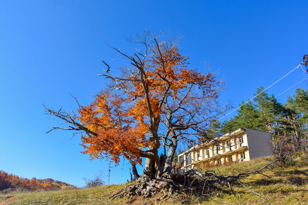 a tree with orange leaves in front of a building