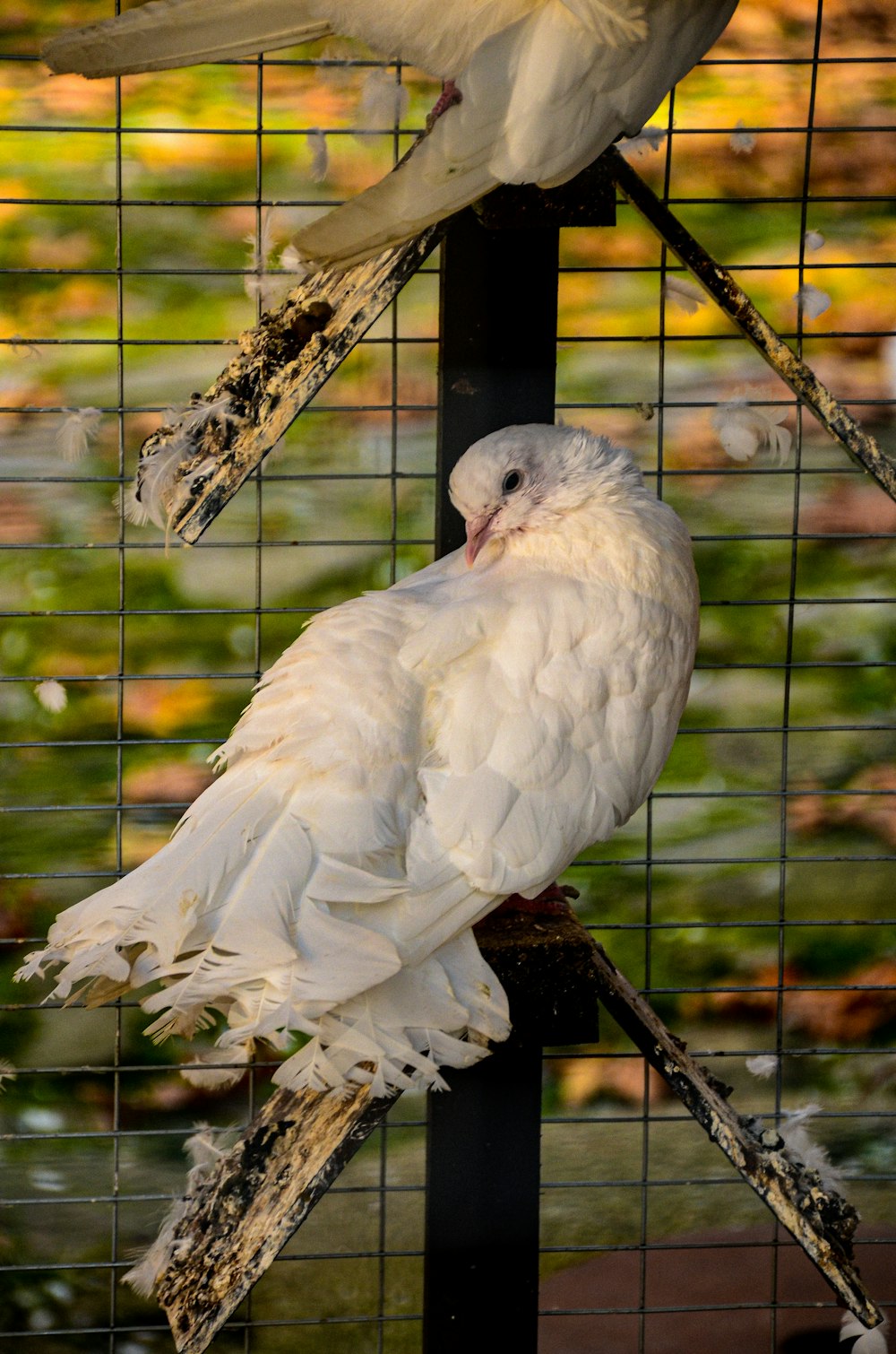 a couple of white birds sitting on top of a cage