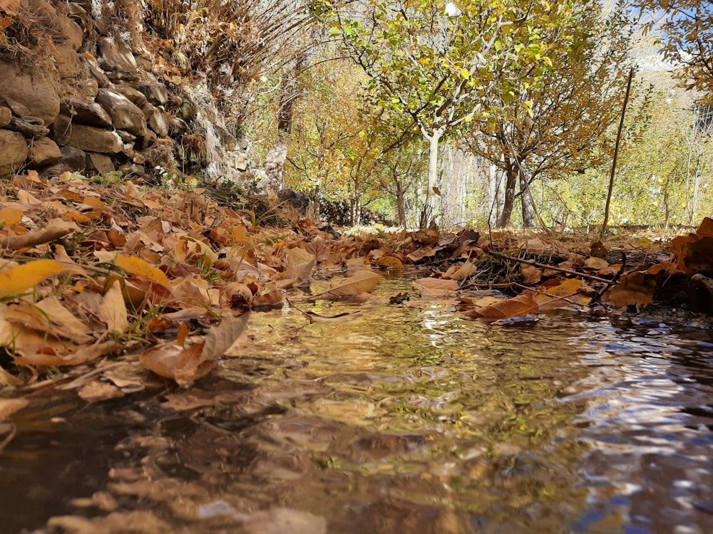 a stream running through a forest filled with leaves