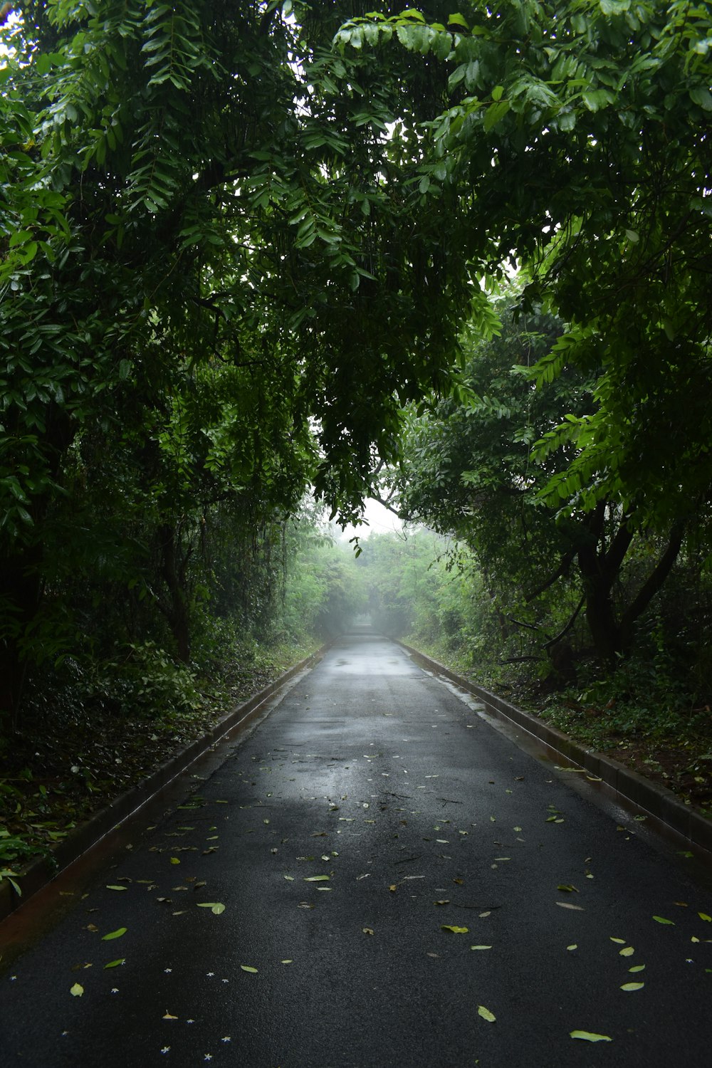 an empty road surrounded by lush green trees