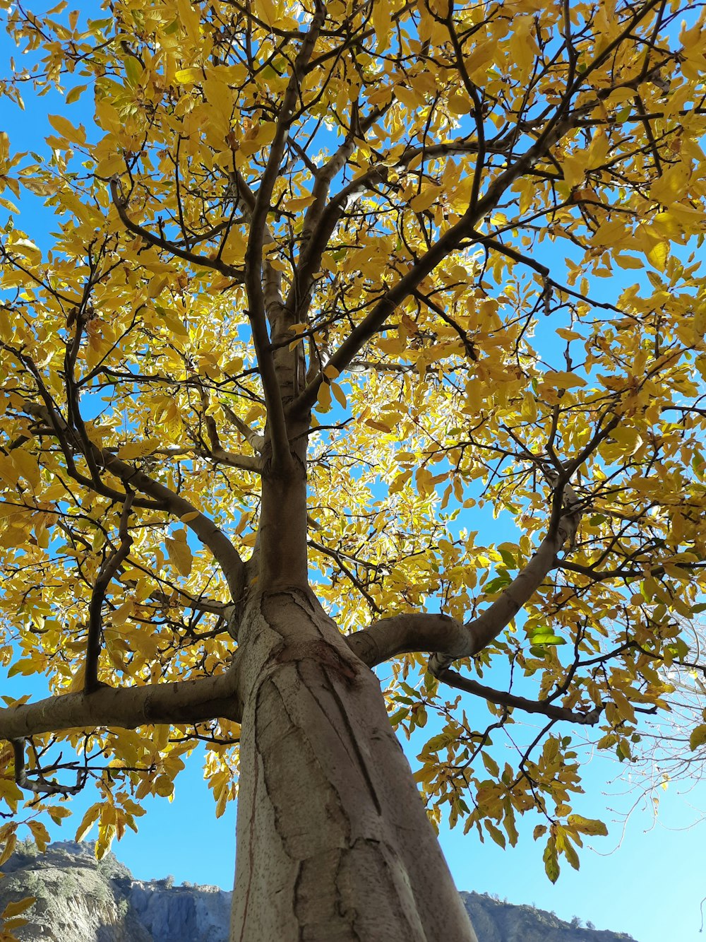 a large tree with yellow leaves on it