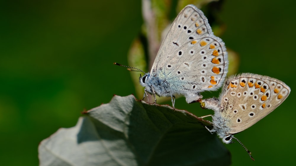 two butterflies sitting on top of a green leaf