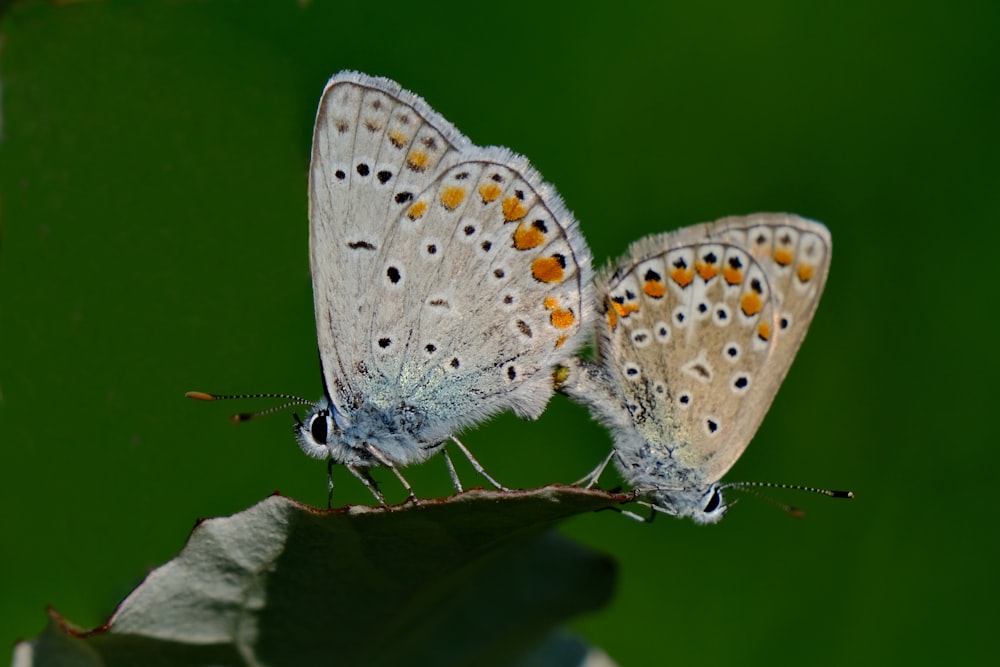 two butterflies sitting on top of a leaf
