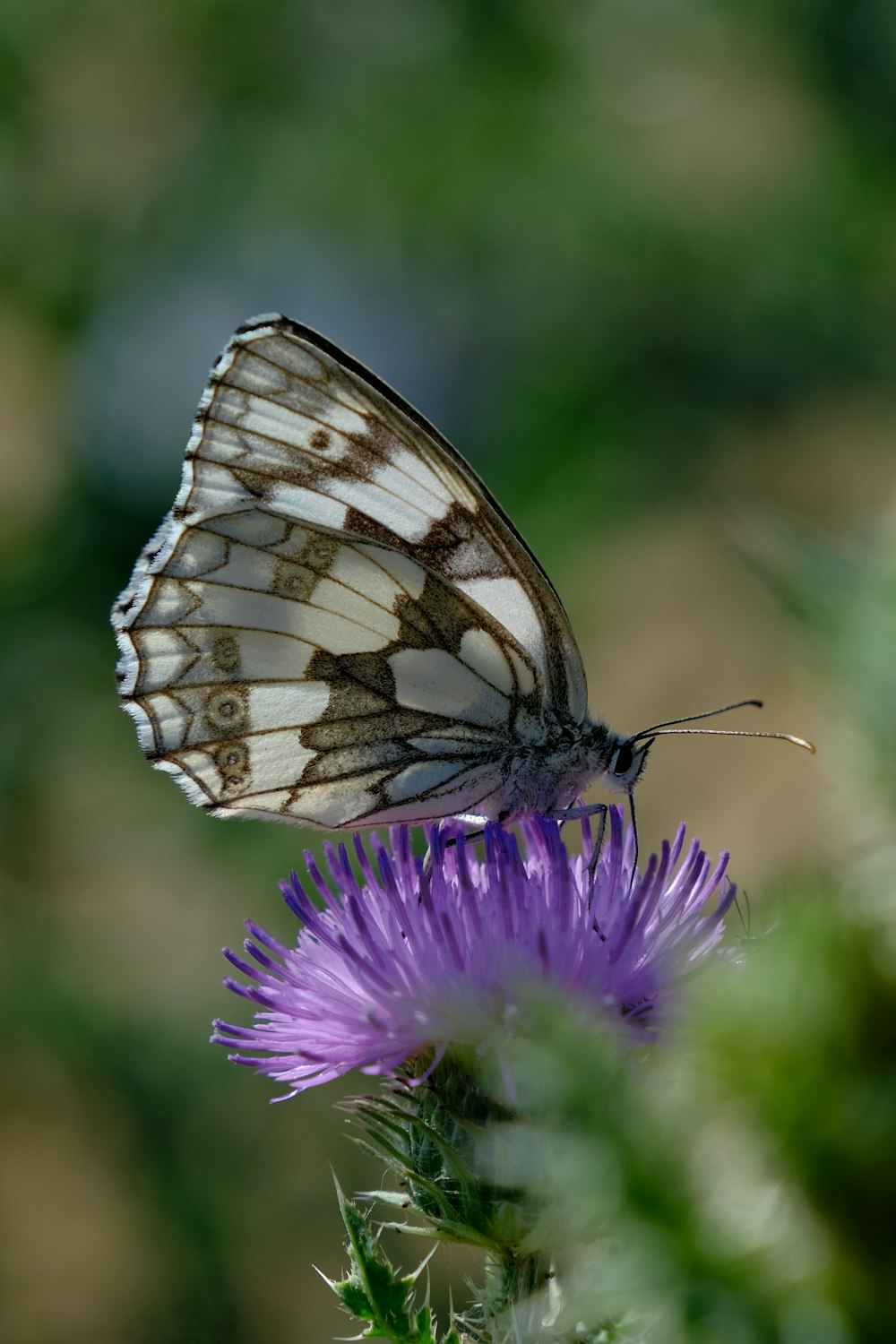 a butterfly sitting on top of a purple flower