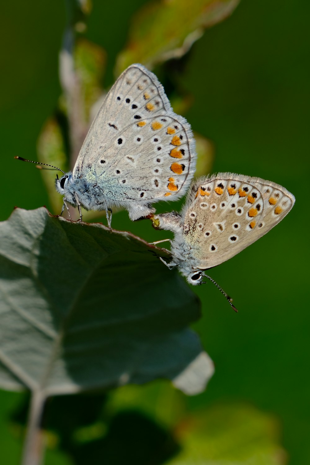 Due farfalle sedute sulla cima di una foglia verde