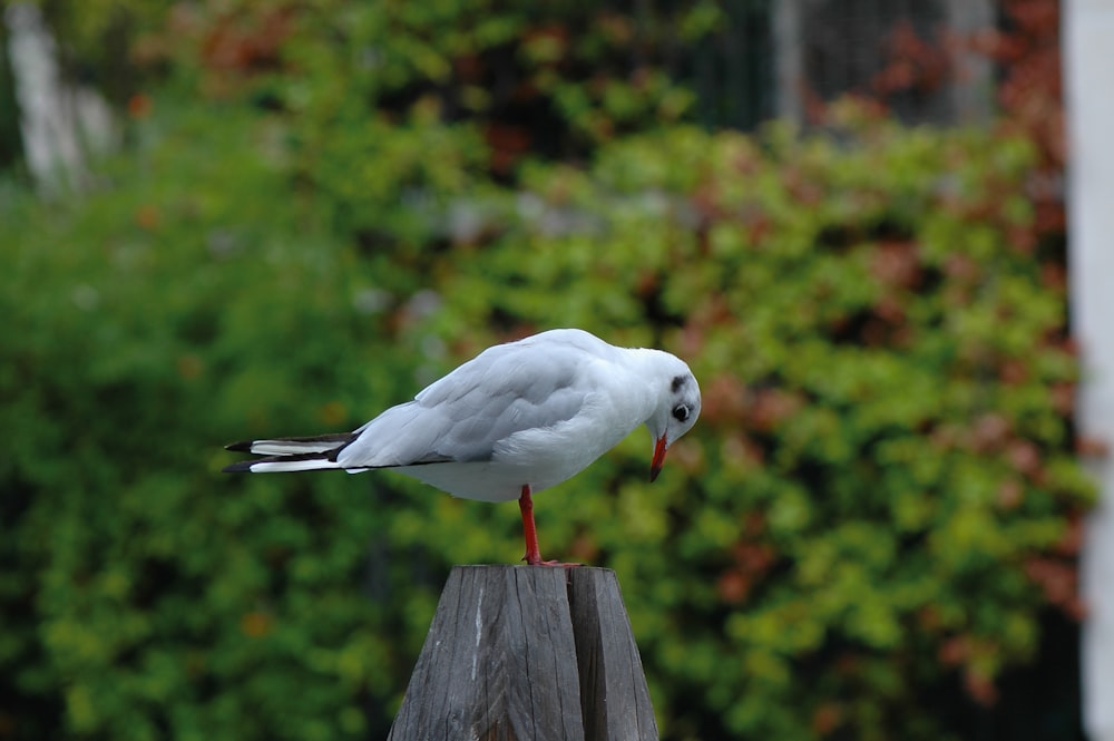 a white bird sitting on top of a wooden post