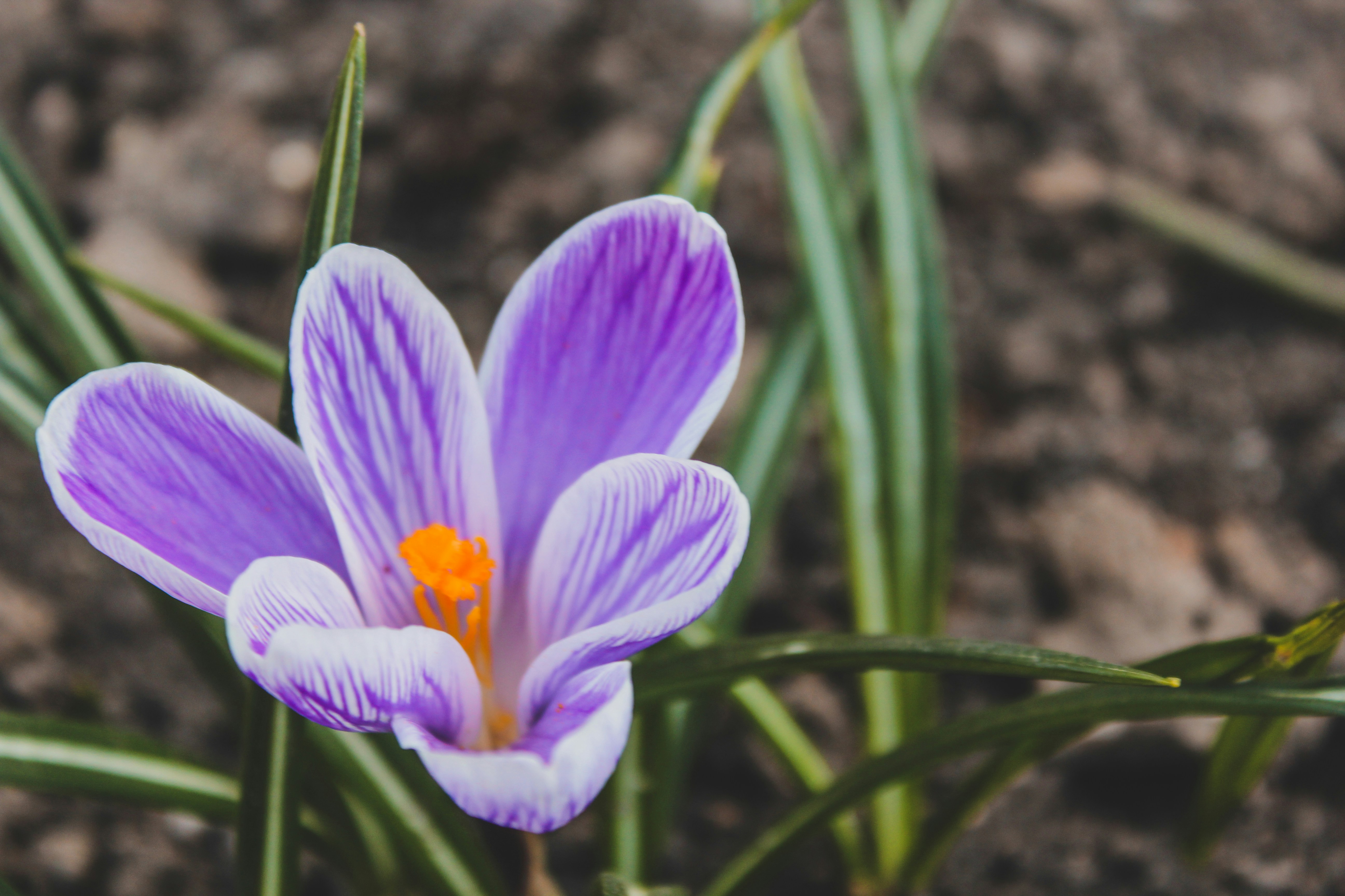 Photo by czapp_arpad