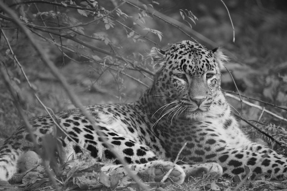 a black and white photo of a leopard laying in the grass