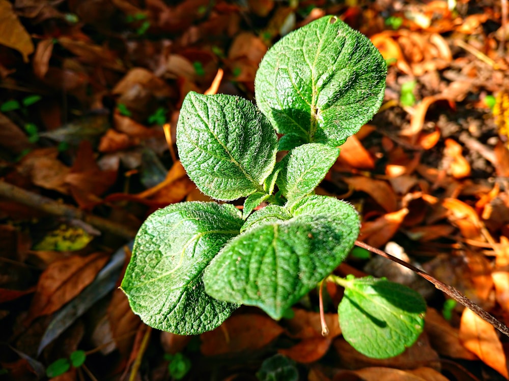 a plant with green leaves on the ground