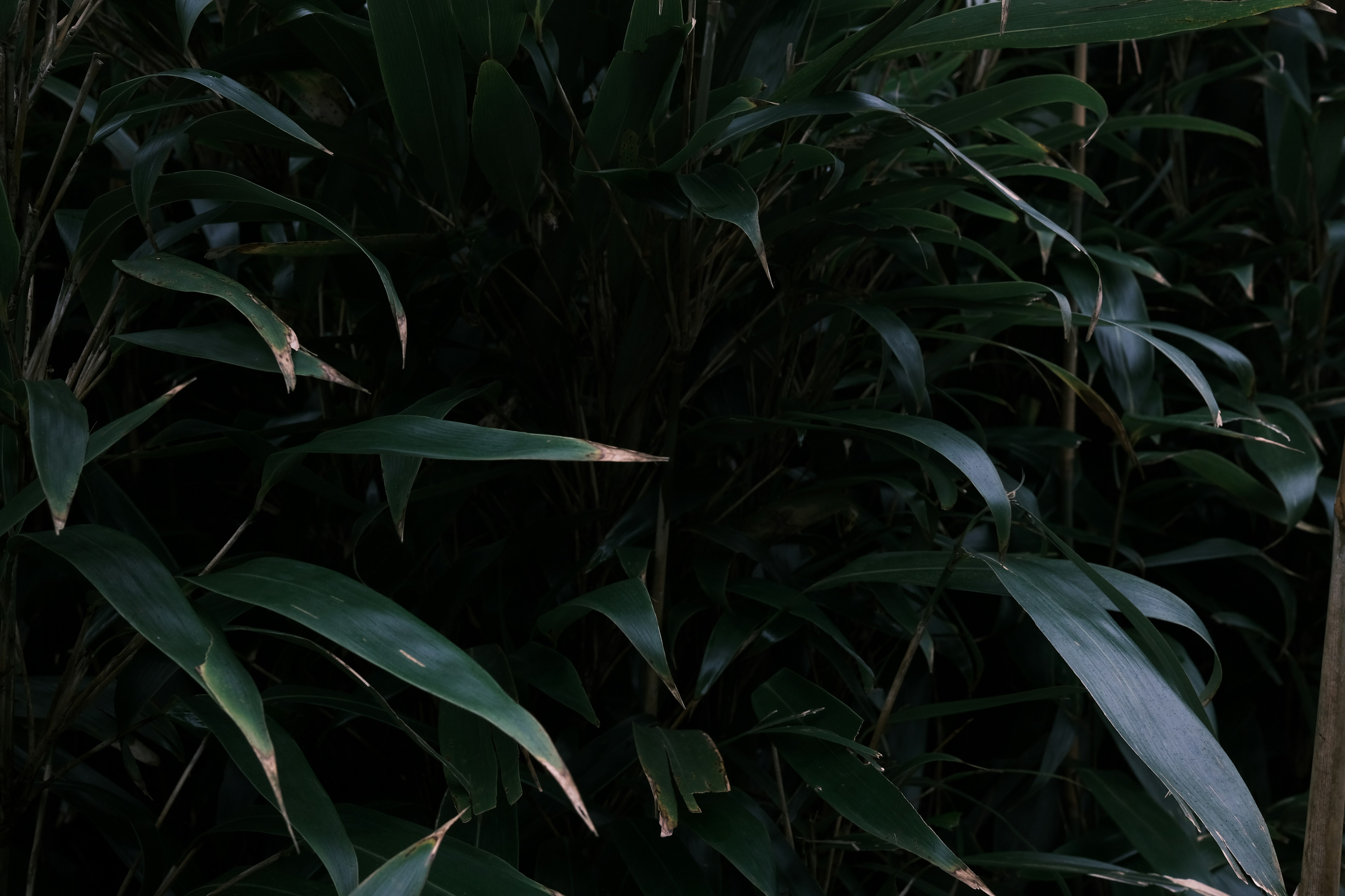 Bugün öğrendim ki: "The Land Before Time"...