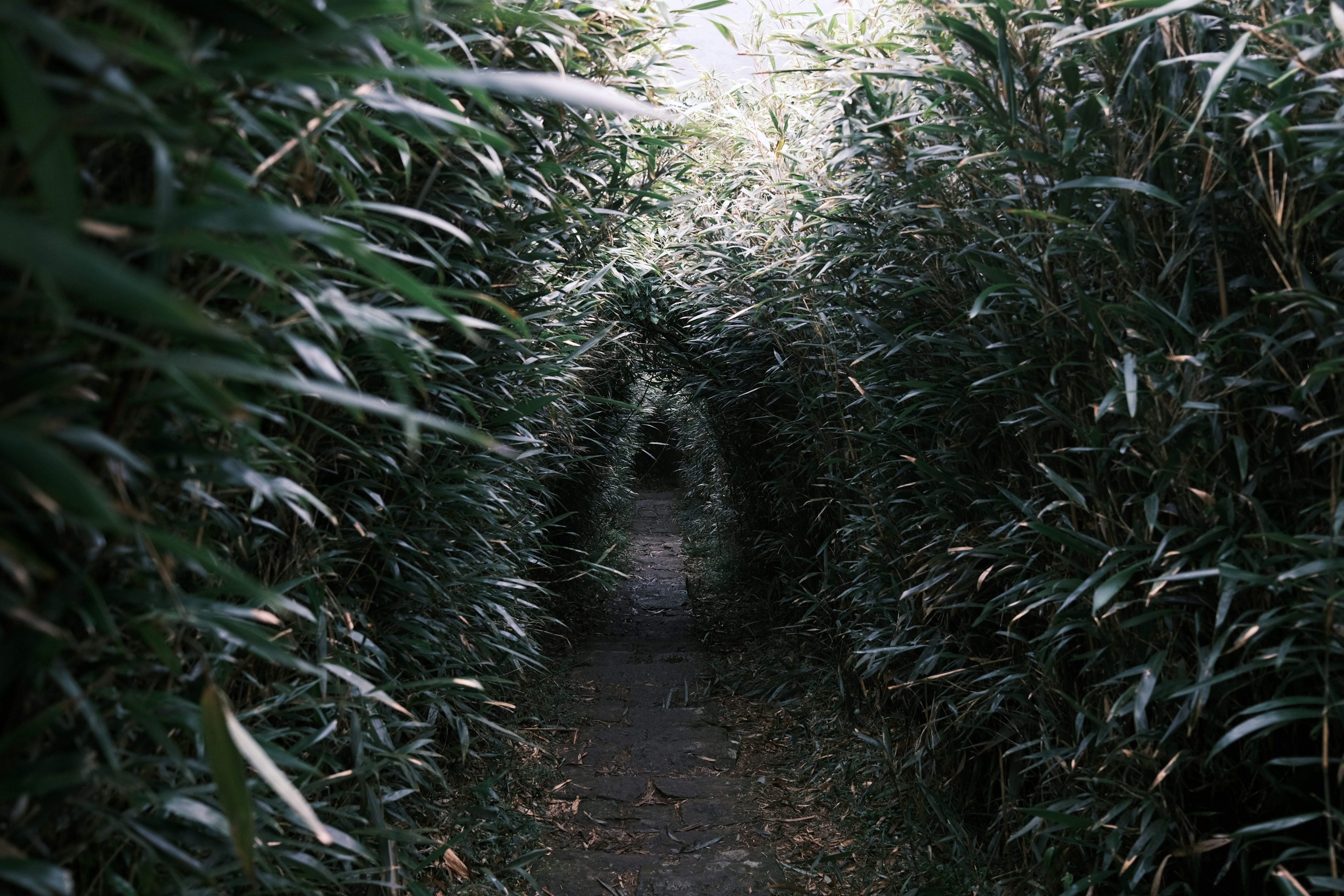 A narrow path between two rows of tall grass photo – Free Grey Image on ...