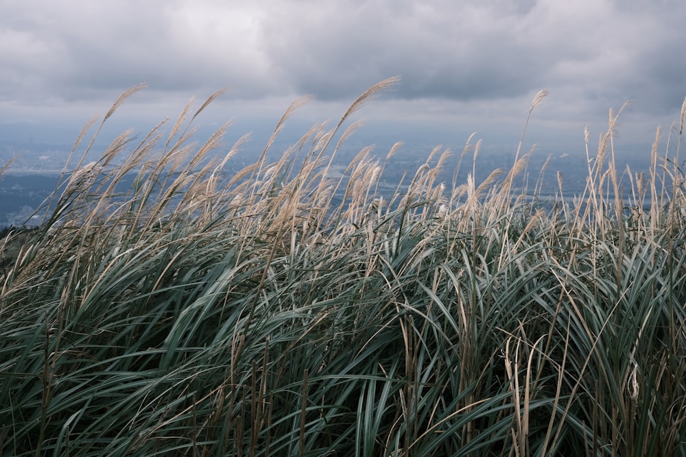 a field of tall grass with a cloudy sky in the background