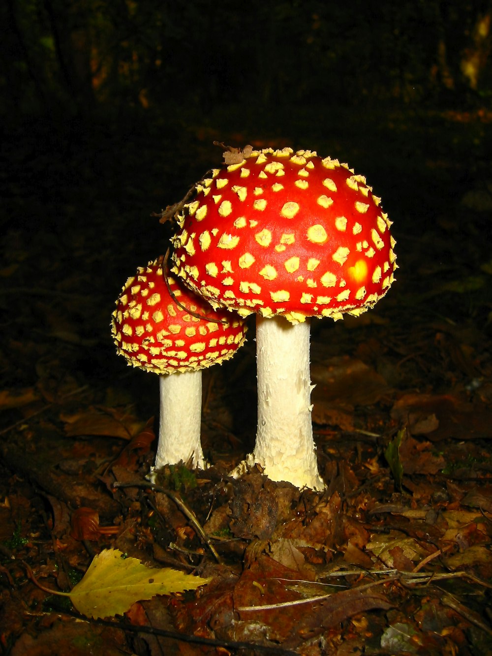 a close up of two mushrooms on the ground