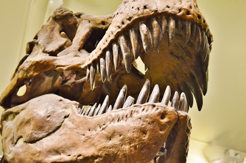The image features a close-up view of an open dinosaur fossil skull with sharp, prominent teeth. The texture and details of the fossilized bones are visible, showcasing an ancient and formidable creature.
