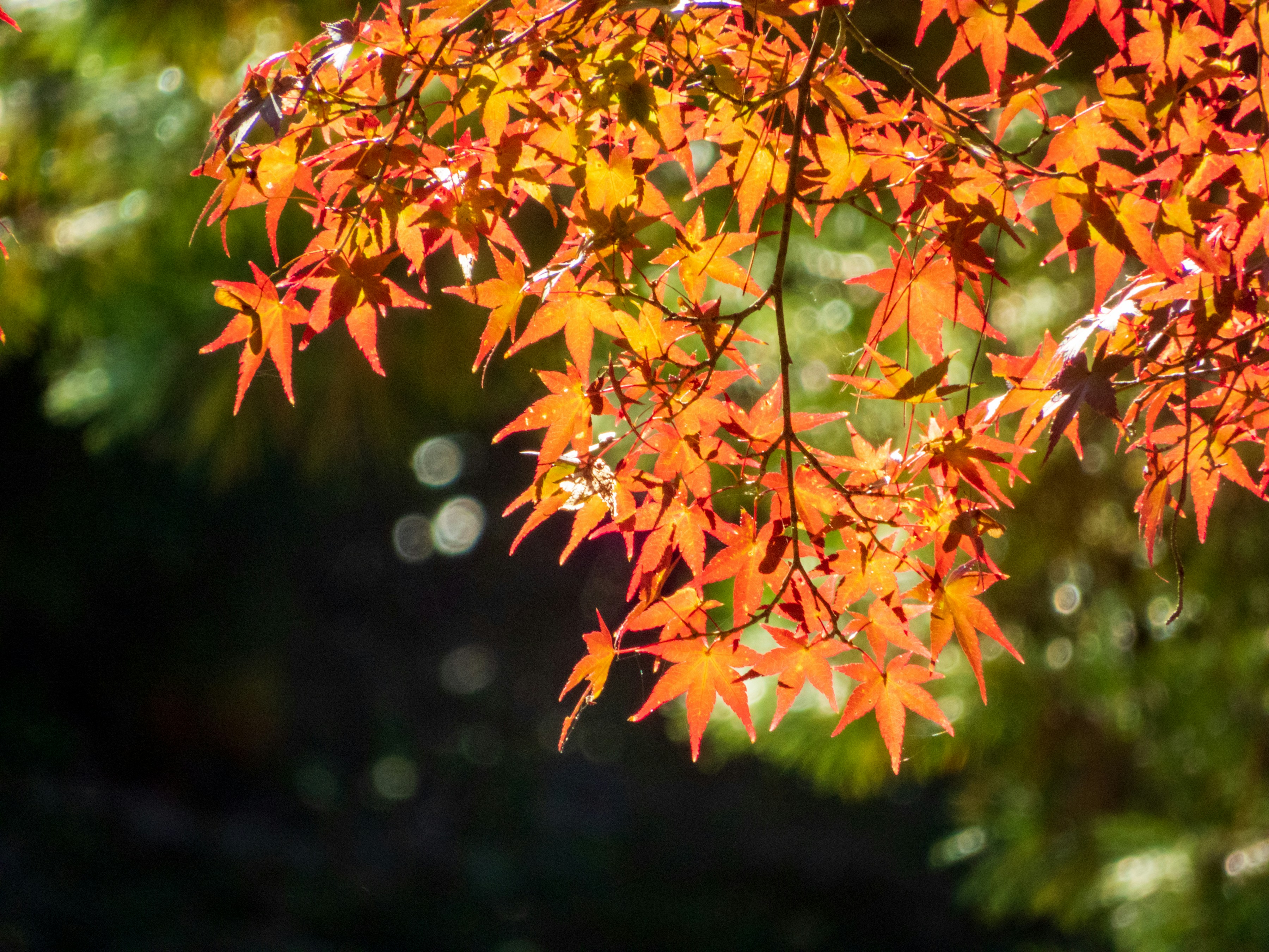 Photo by heppoko_yama