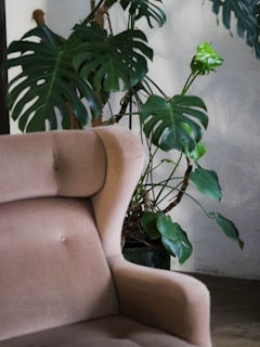 A tall fiddle leaf fig tree thriving in a cozy corner beside a soft armchair.