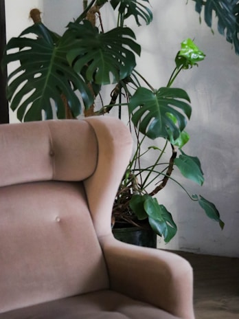 A tall leafy plant in a modern white planter standing beside a cozy armchair.