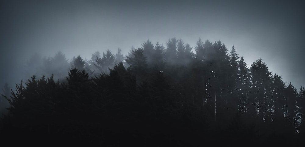 a dark forest filled with lots of trees