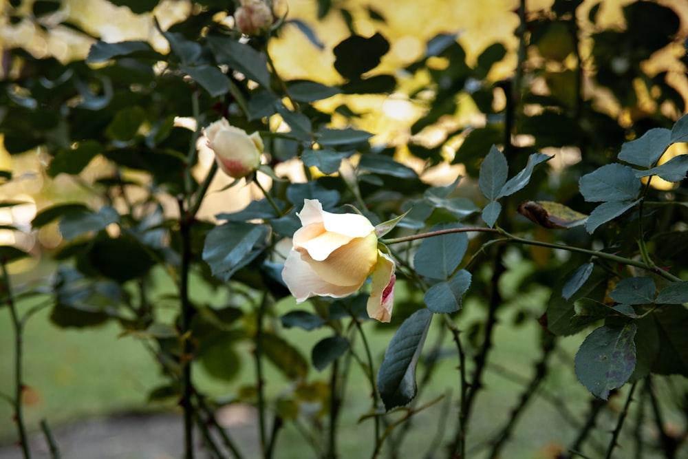 a white rose is blooming in a garden