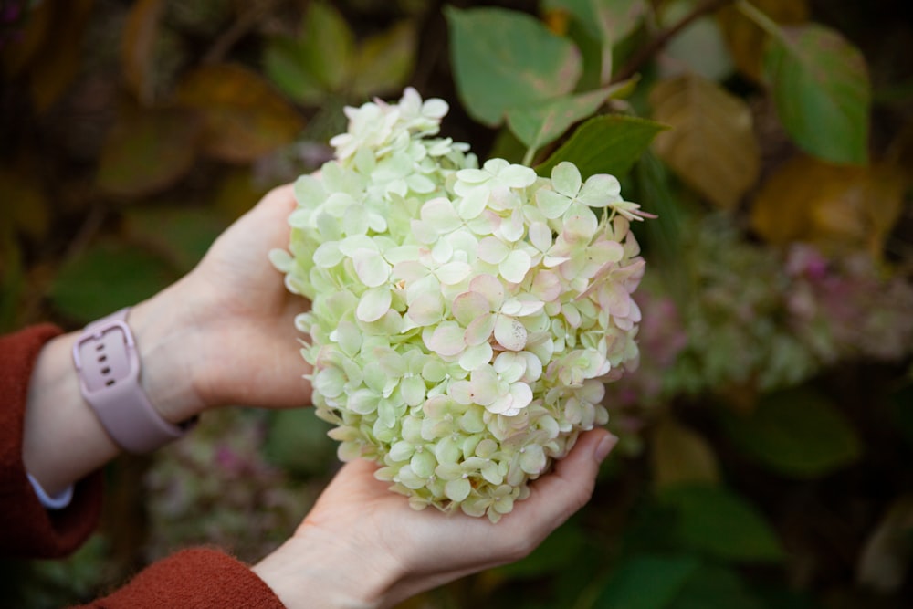 a person holding a bunch of flowers in their hands