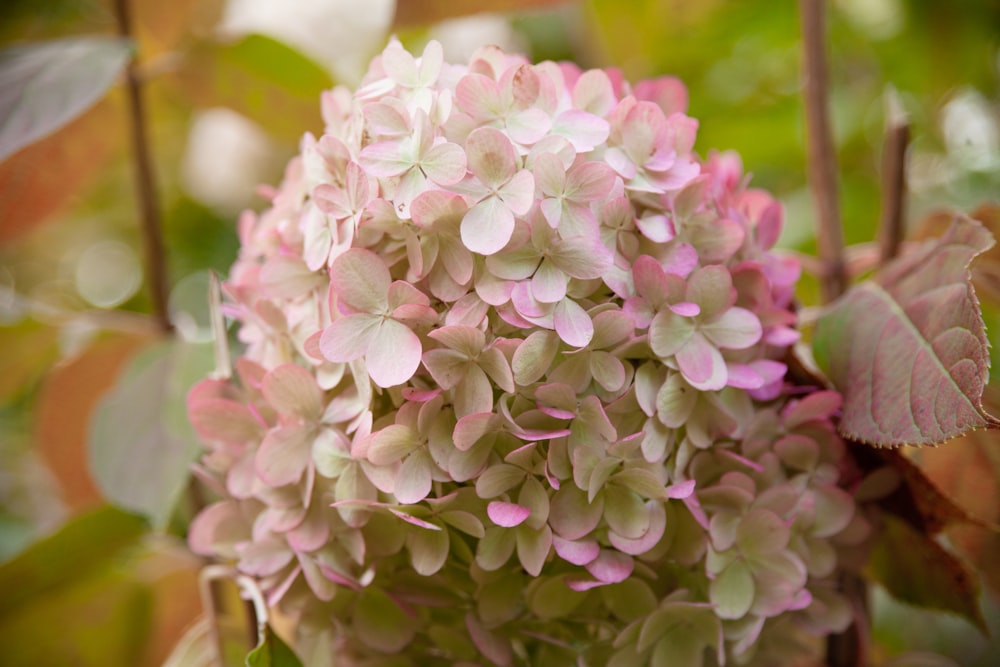 a close up of a pink and white flower