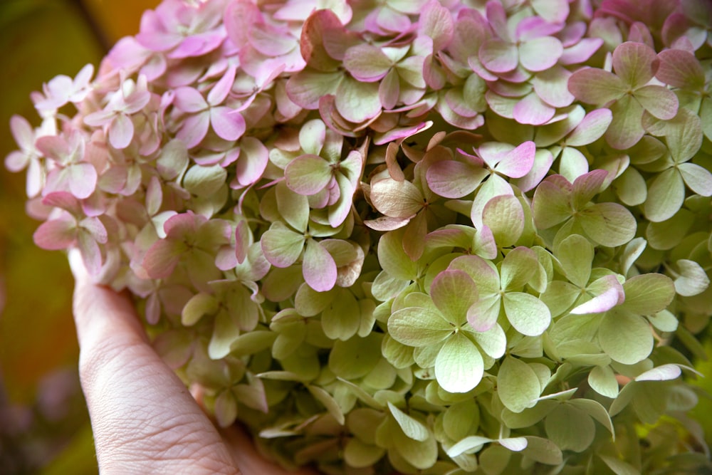 a person holding a bunch of flowers in their hand