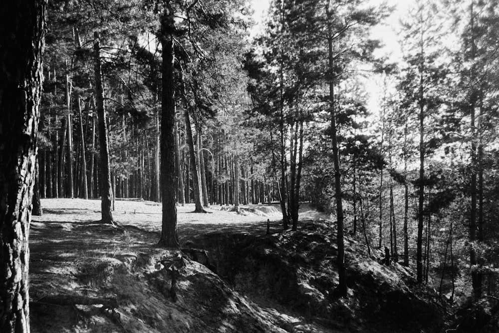 a waterfall in a forest