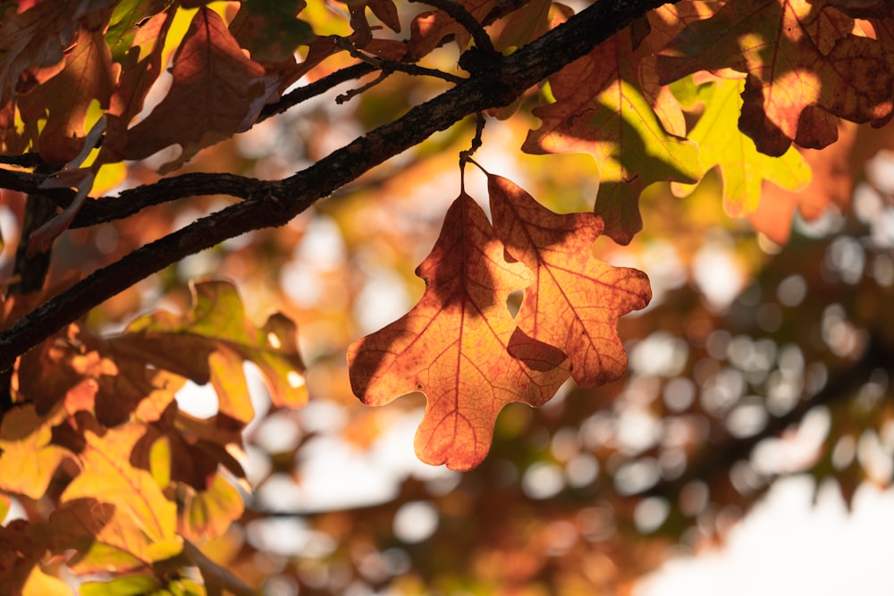 the leaves of a tree are changing colors