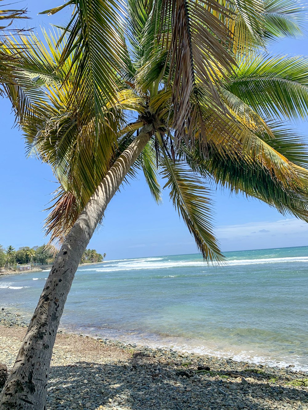 a palm tree on a beach with the ocean in the background