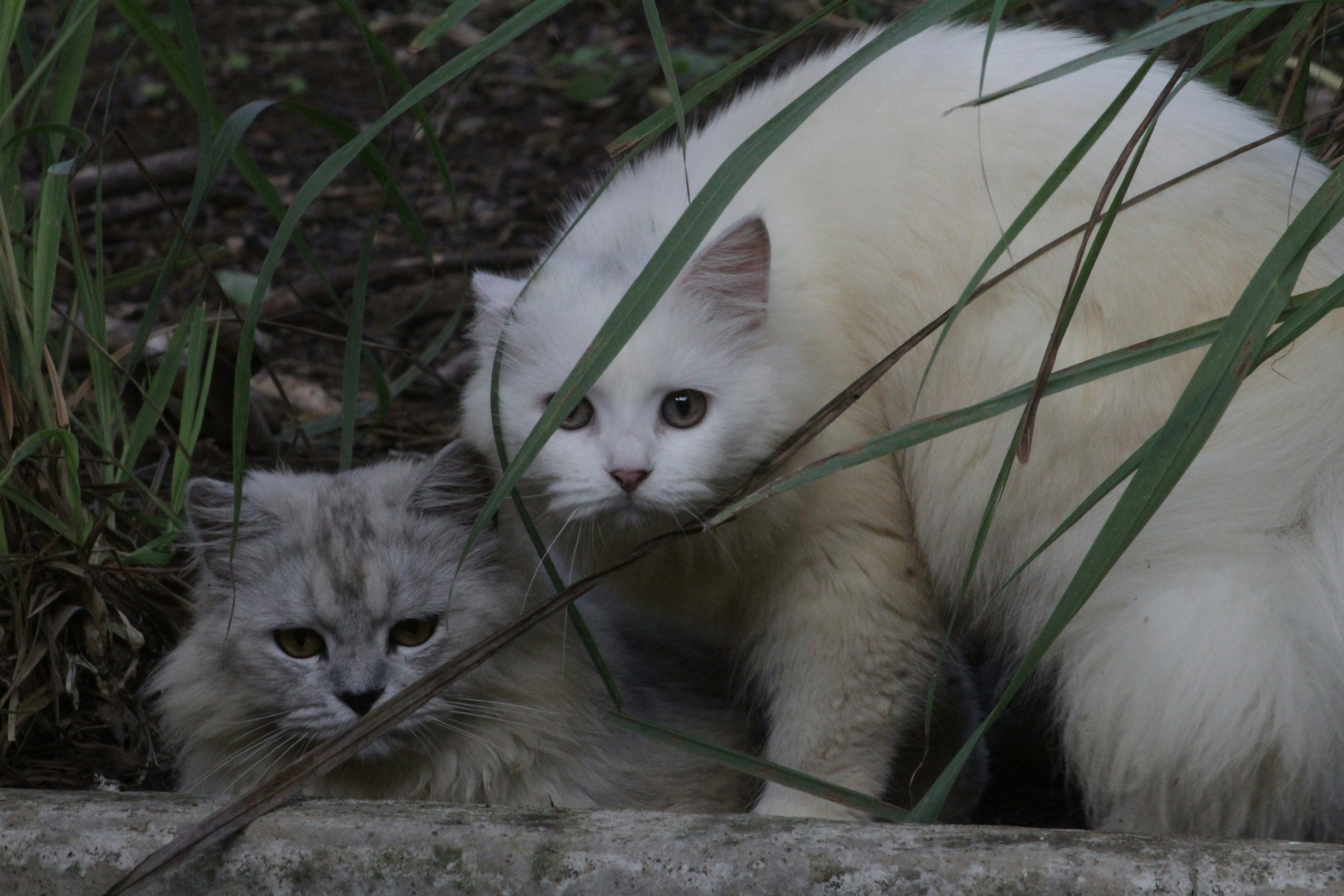 a white cat and a gray cat are in the grass