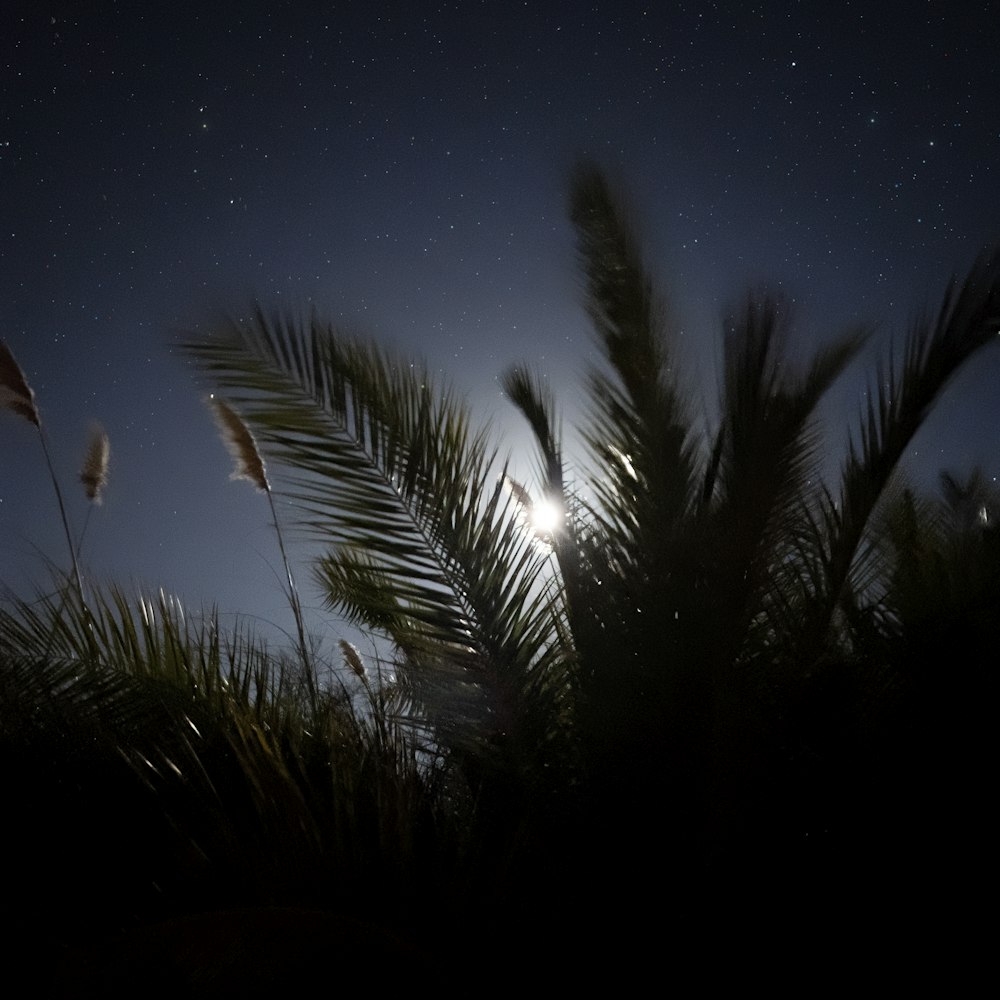 a full moon shines through the night sky