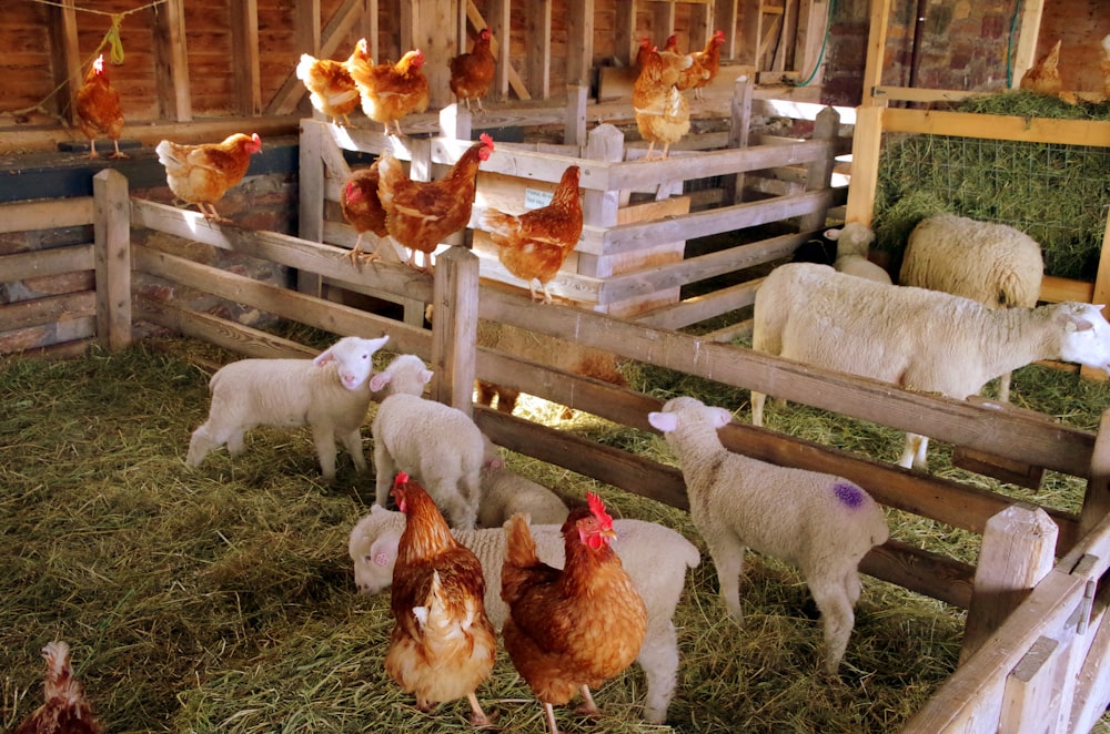 um grupo de galinhas e ovelhas em um celeiro