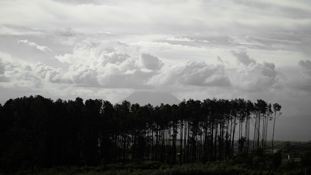 Una foto en blanco y negro de árboles y nubes