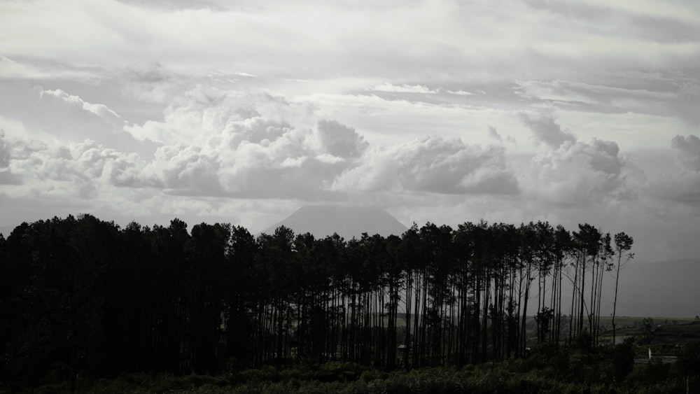 a black and white photo of trees and clouds