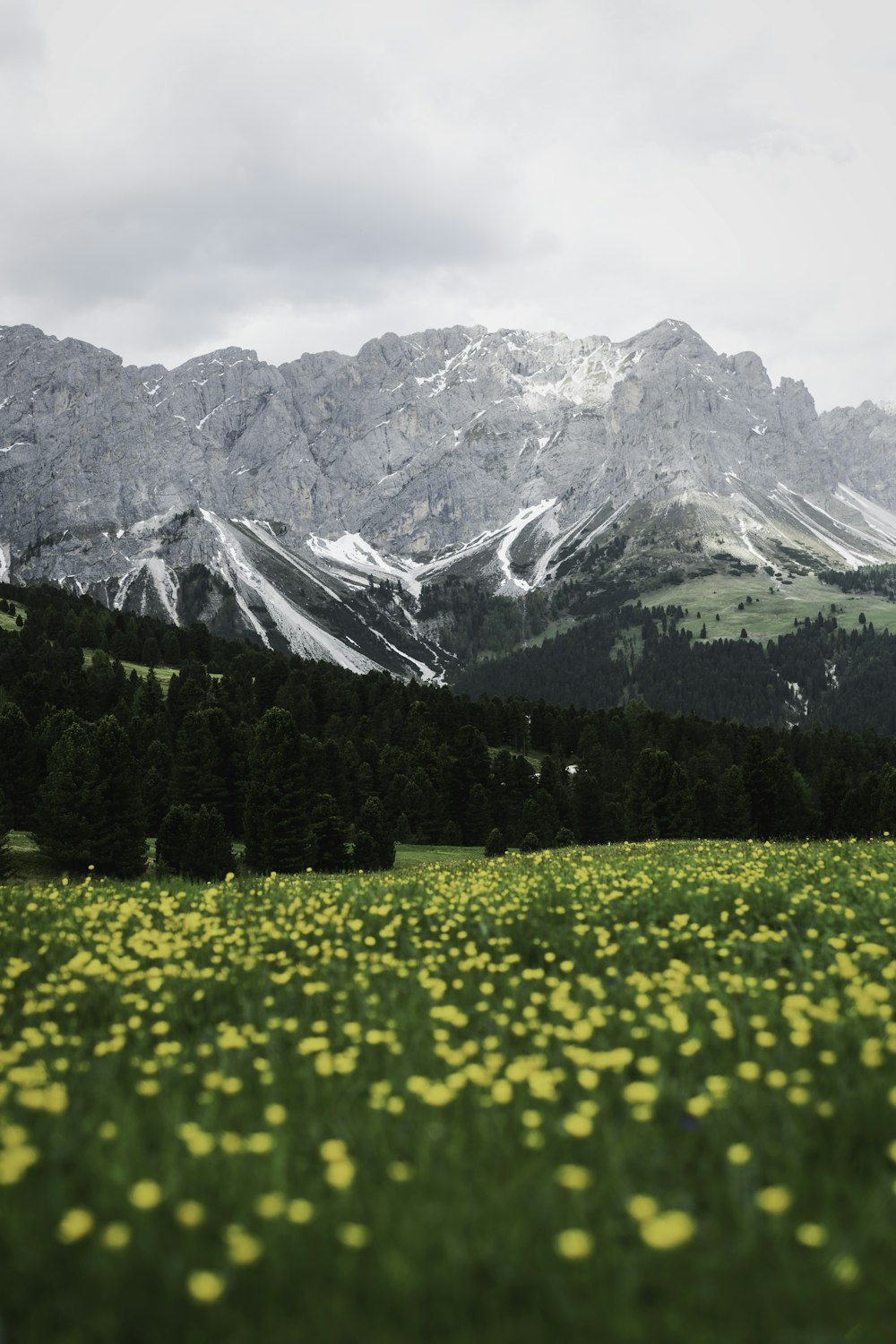 a field of yellow flowers in front of a mountain range