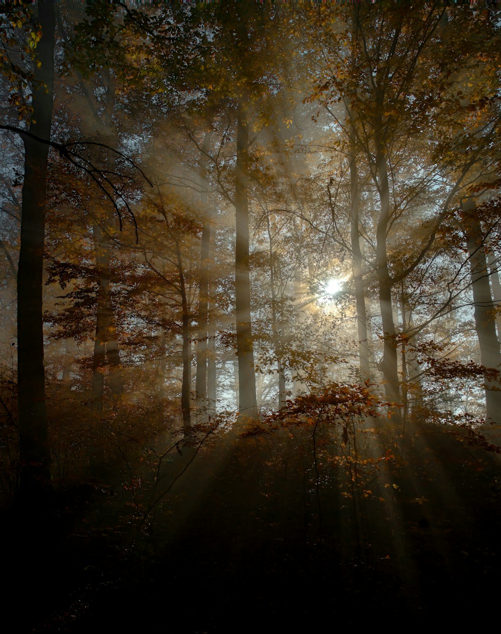 Il sole splende tra gli alberi della foresta