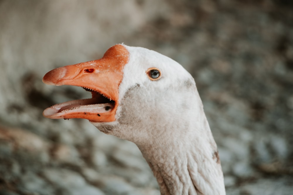 a goose with its mouth open and it's tongue out