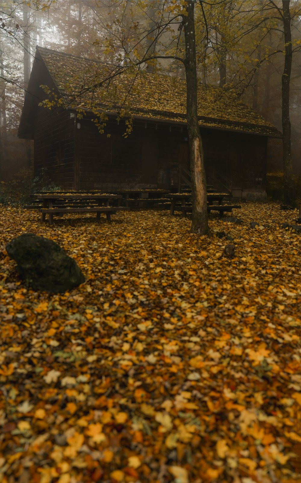 a cabin in the woods surrounded by leaves