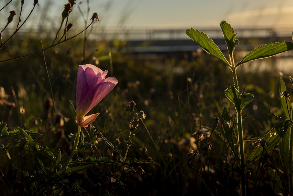 a pink flower in a grassy field with a bridge in the background