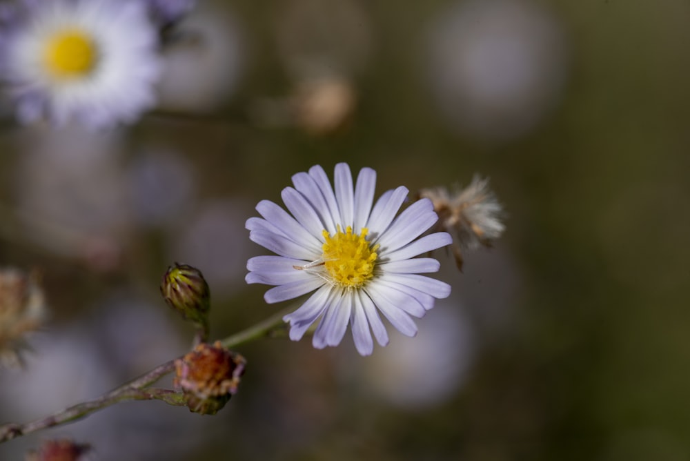 a close up of a flower with blurry background