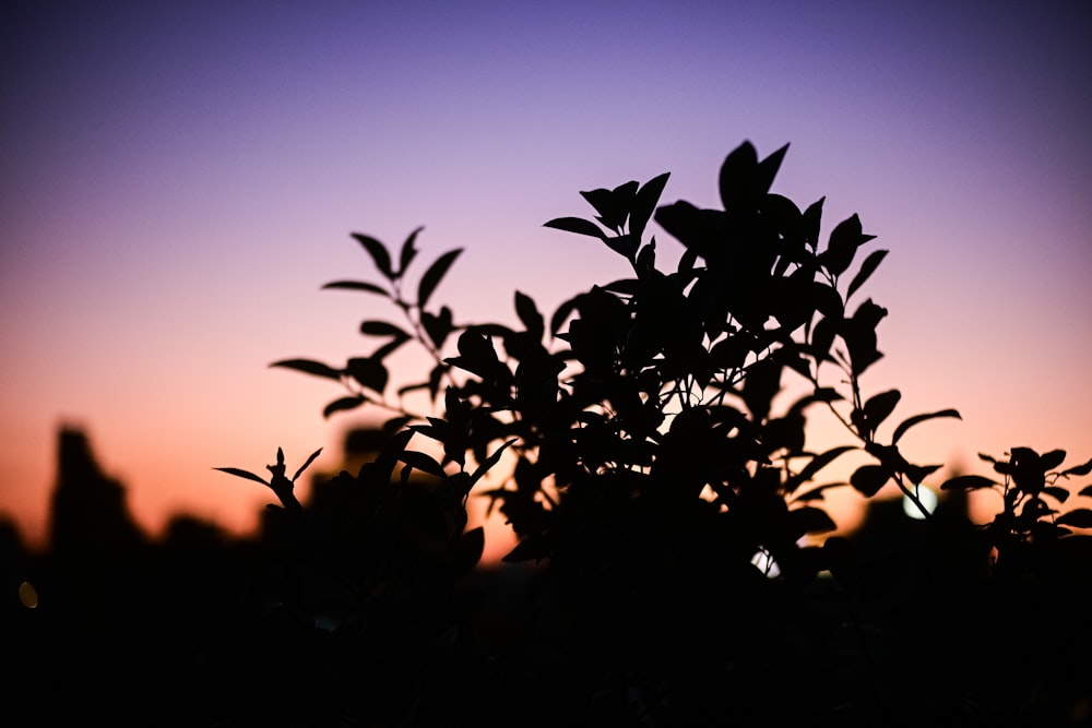Die Silhouette eines Baumes vor einem violetten Himmel