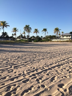 a sandy beach with palm trees in the background