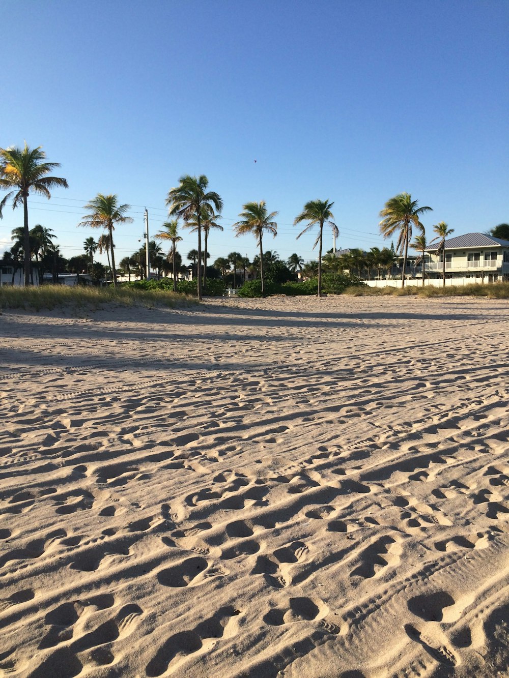 a sandy beach with palm trees in the background