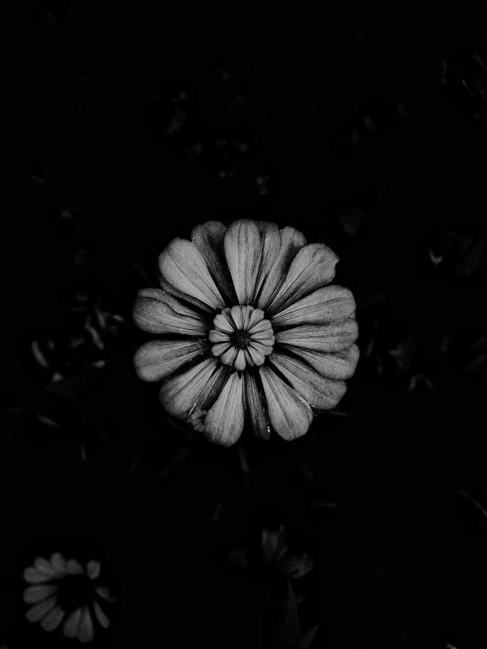 a black and white photo of a flower