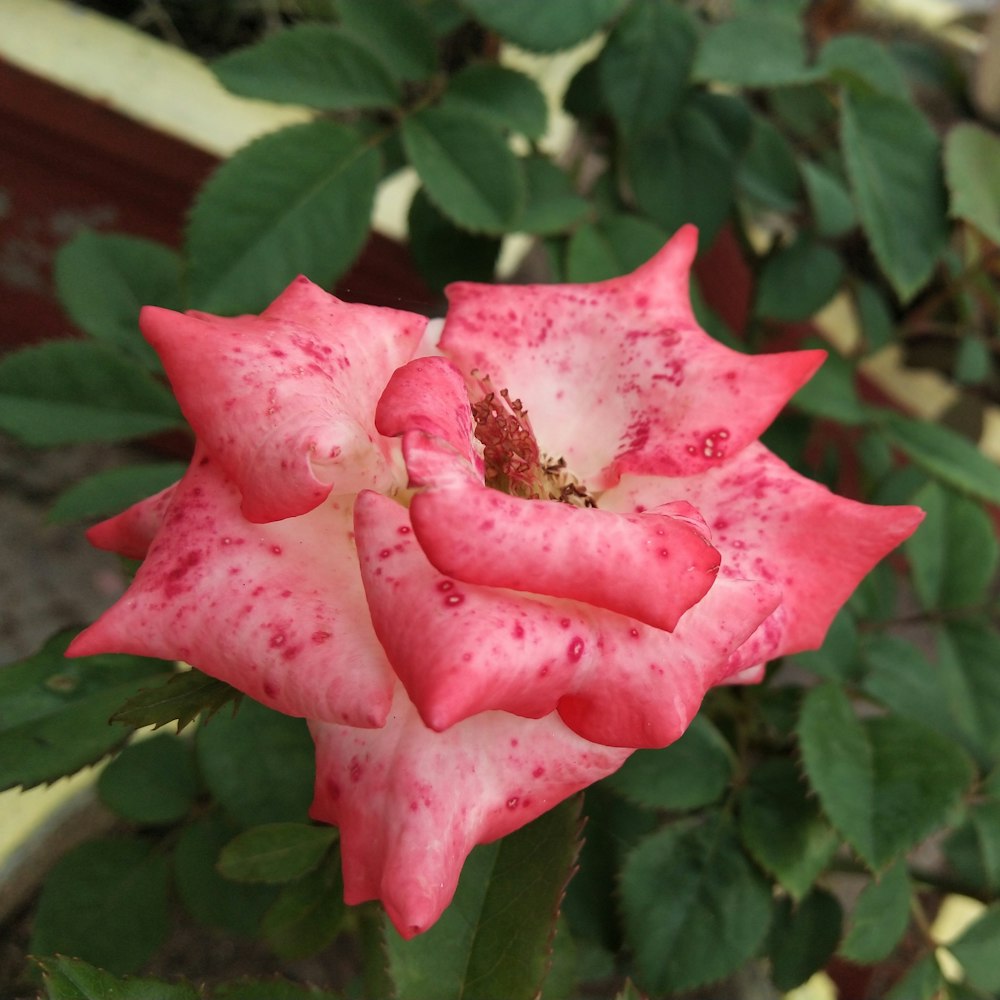 a pink and white flower with green leaves